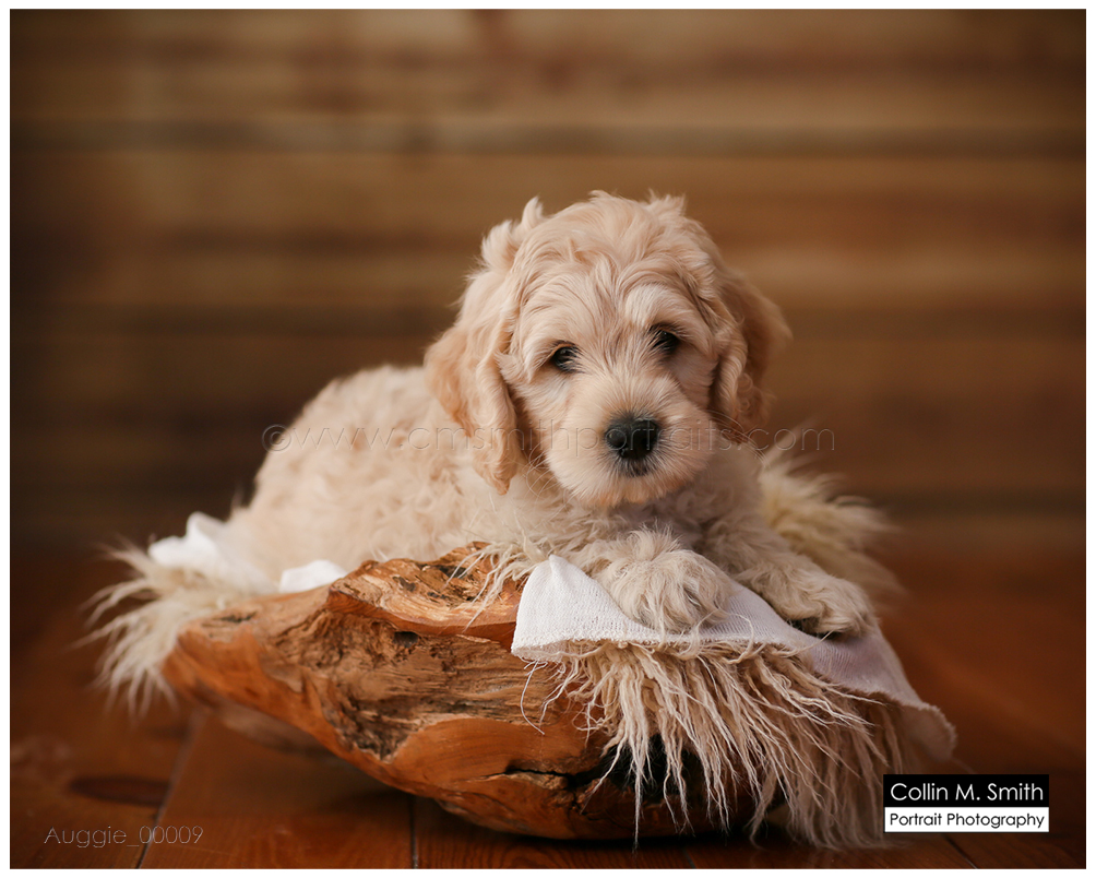 © Collin M. Smith Portrait Photography www.cmsmithportraits.com/blog